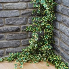 Global Stone Old Rectory Sandstone Walling 280 Pack 215x100mm Monsoon MNWL0215